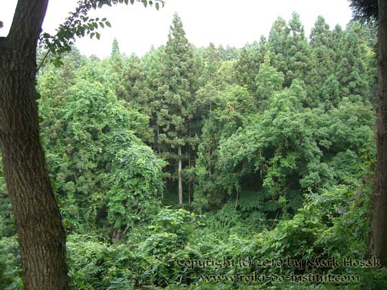 Winterwald in Japan — die Schwellen-Stille der Rauhnächte zwischen den Welten